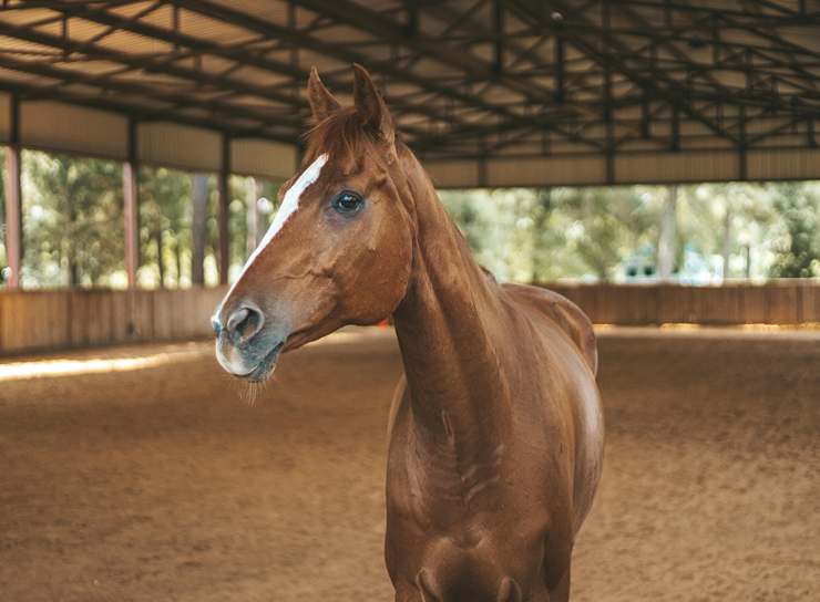 Equine Insurance 